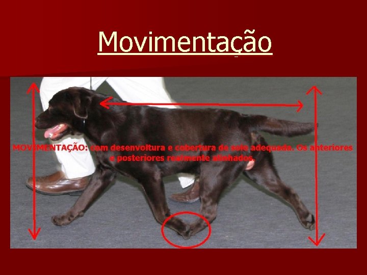 Movimentação 