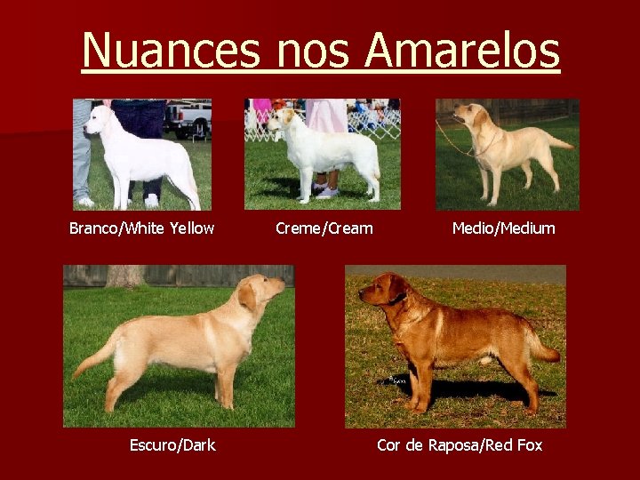 Nuances nos Amarelos Branco/White Yellow Escuro/Dark Creme/Cream Medio/Medium Cor de Raposa/Red Fox 