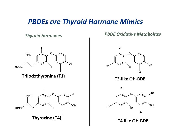 PBDEs are Thyroid Hormone Mimics Thyroid Hormones Triiodothyronine (T 3) Thyroxine (T 4) PBDE