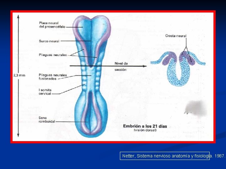 Netter, Sistema nervioso anatomía y fisiología. 1987. 