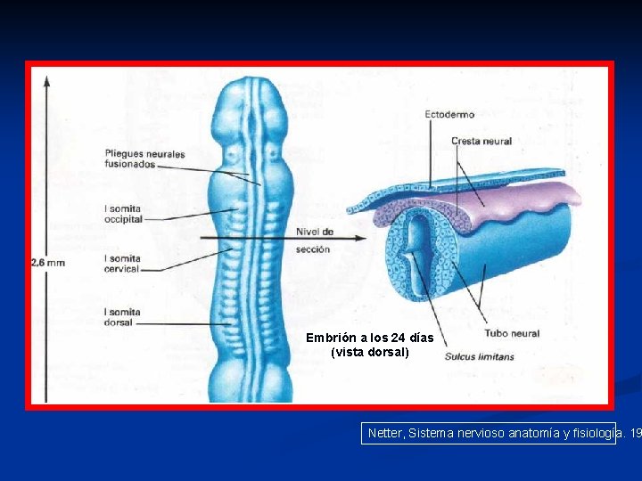 Embrión a los 24 días (vista dorsal) Netter, Sistema nervioso anatomía y fisiología. 19