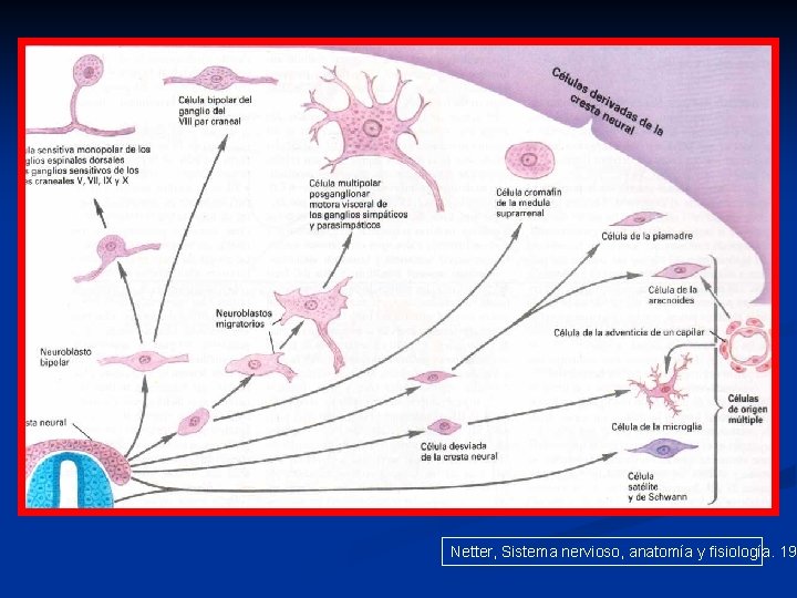 Netter, Sistema nervioso, anatomía y fisiología. 198 