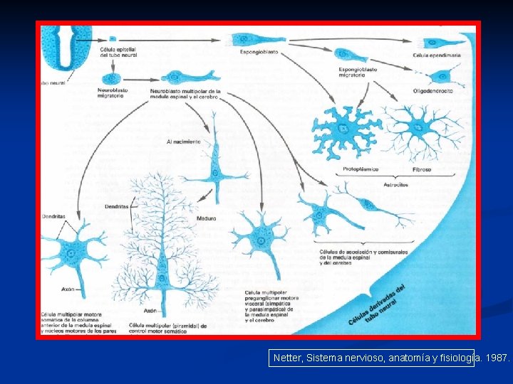 Netter, Sistema nervioso, anatomía y fisiología. 1987. 