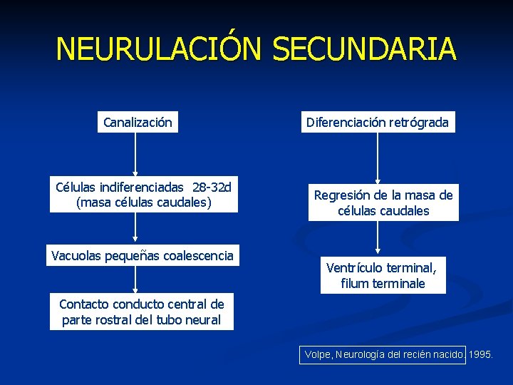 NEURULACIÓN SECUNDARIA Canalización Células indiferenciadas 28 -32 d (masa células caudales) Vacuolas pequeñas coalescencia