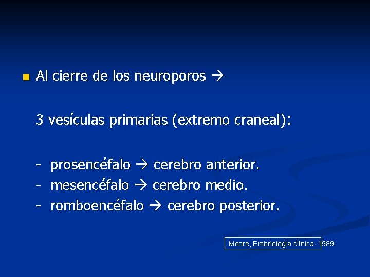 n Al cierre de los neuroporos 3 vesículas primarias (extremo craneal): - prosencéfalo cerebro