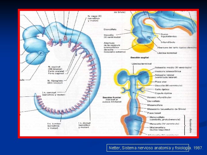 Netter, Sistema nervioso anatomía y fisiología. 1987. 