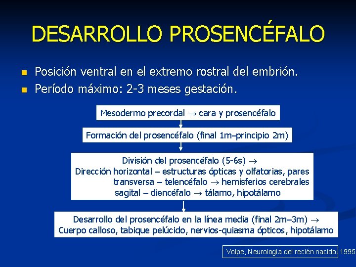 DESARROLLO PROSENCÉFALO n n Posición ventral en el extremo rostral del embrión. Período máximo: