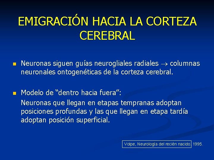 EMIGRACIÓN HACIA LA CORTEZA CEREBRAL n Neuronas siguen guías neurogliales radiales columnas neuronales ontogenéticas