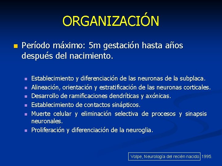 ORGANIZACIÓN n Período máximo: 5 m gestación hasta años después del nacimiento. n n