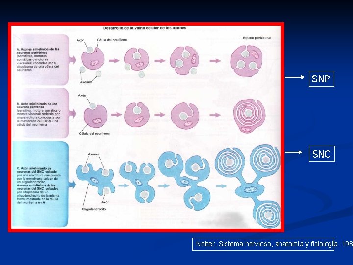 SNP SNC Netter, Sistema nervioso, anatomía y fisiología. 198 