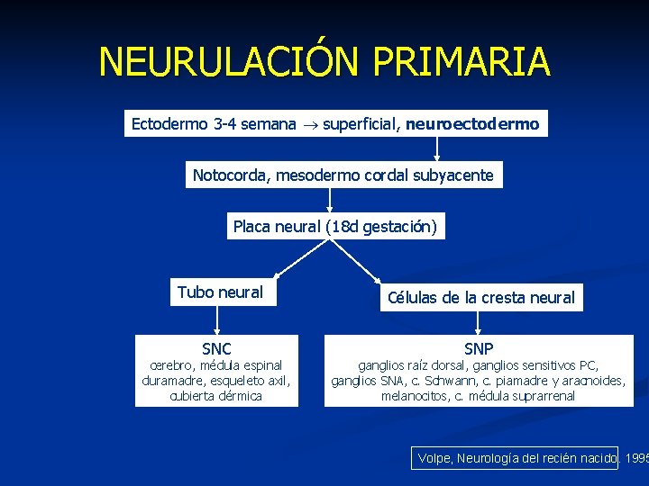 NEURULACIÓN PRIMARIA Ectodermo 3 -4 semana superficial, neuroectodermo Notocorda, mesodermo cordal subyacente Placa neural