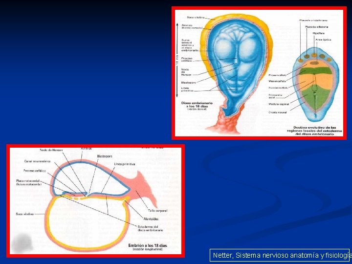 Netter, Sistema nervioso anatomía y fisiología 