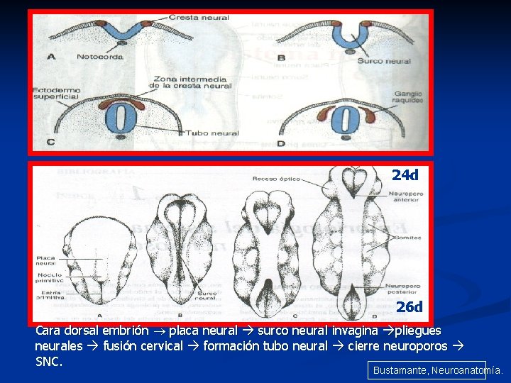 24 d 26 d Cara dorsal embrión placa neural surco neural invagina pliegues neurales