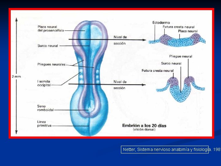 Netter, Sistema nervioso anatomía y fisiología. 1987 