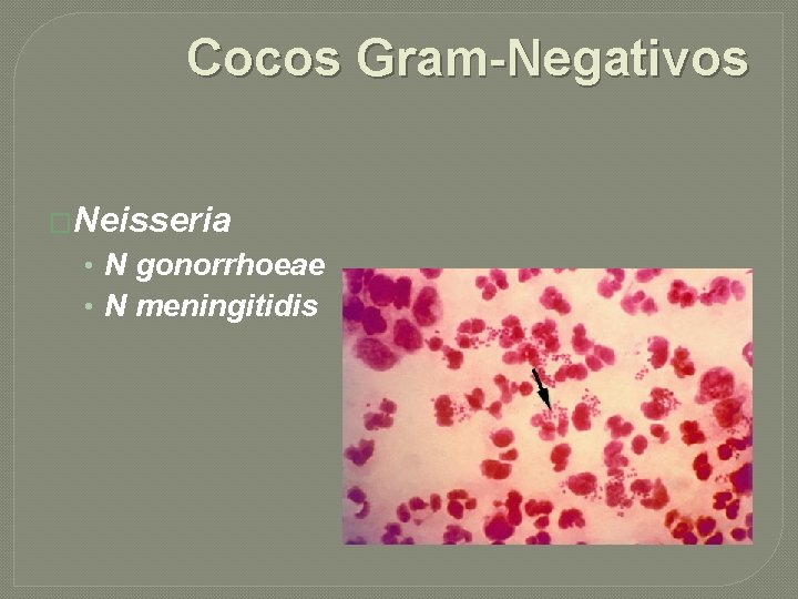 Cocos Gram-Negativos �Neisseria • N gonorrhoeae • N meningitidis 