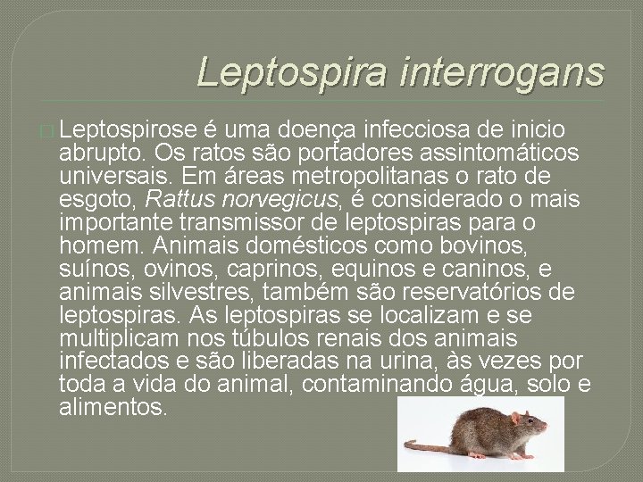 Leptospira interrogans � Leptospirose é uma doença infecciosa de inicio abrupto. Os ratos são