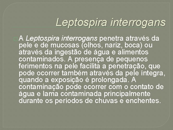 Leptospira interrogans � A Leptospira interrogans penetra através da pele e de mucosas (olhos,