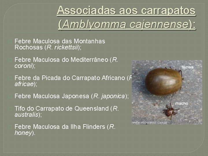 Associadas aos carrapatos (Amblyomma cajennense): � Febre Maculosa das Montanhas Rochosas (R. rickettsii); �