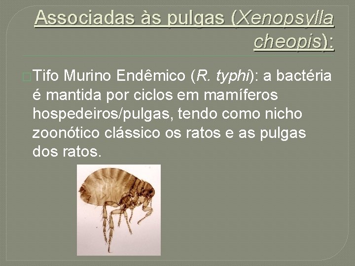 Associadas às pulgas (Xenopsylla cheopis): �Tifo Murino Endêmico (R. typhi): a bactéria é mantida