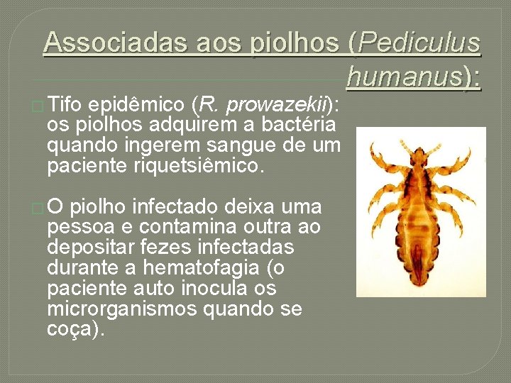 Associadas aos piolhos (Pediculus humanus): � Tifo epidêmico (R. prowazekii): os piolhos adquirem a