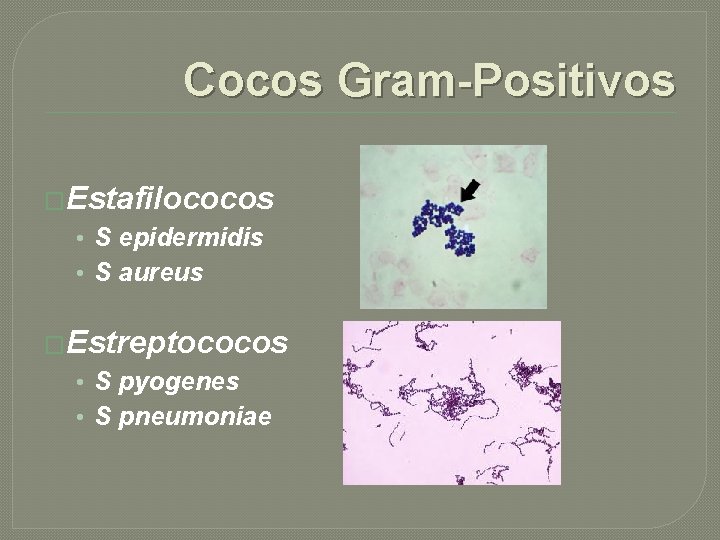 Cocos Gram-Positivos �Estafilococos • S epidermidis • S aureus �Estreptococos • S pyogenes •