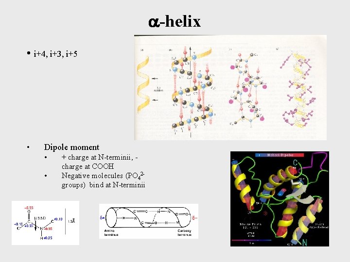  -helix • i+4, i+3, i+5 • Dipole moment • • + charge at