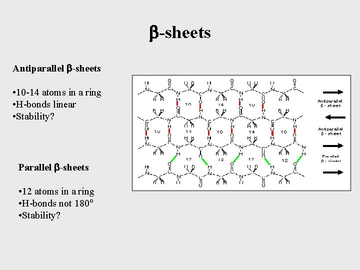  -sheets Antiparallel -sheets • 10 -14 atoms in a ring • H-bonds linear