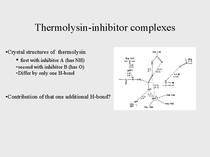 Thermolysin-inhibitor complexes • Crystal structures of thermolysin • first with inhibitor A (has NH)