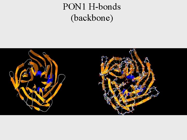 PON 1 H-bonds (backbone) 