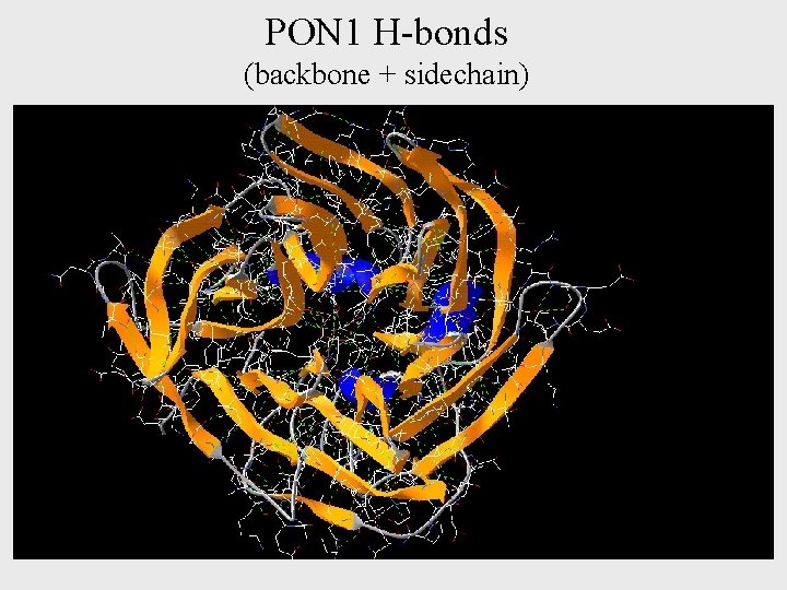 PON 1 H-bonds (backbone + sidechain) 