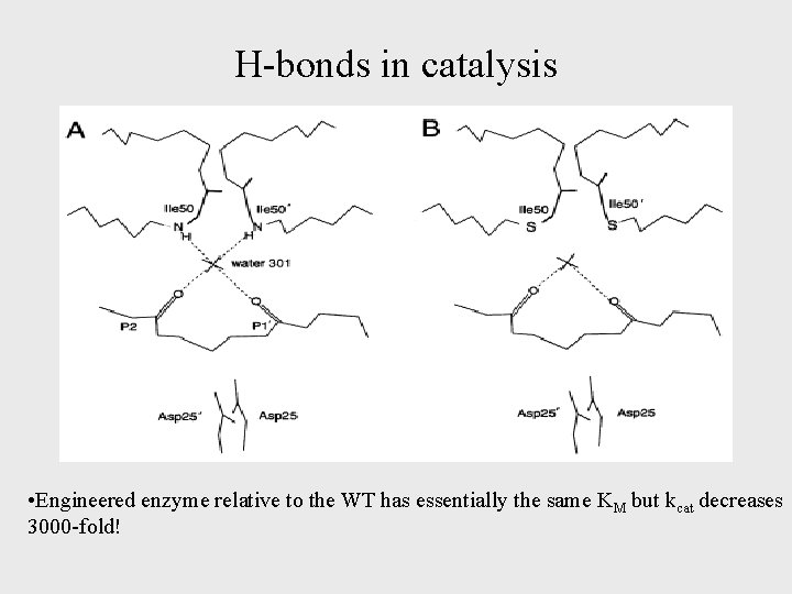 H-bonds in catalysis • Engineered enzyme relative to the WT has essentially the same