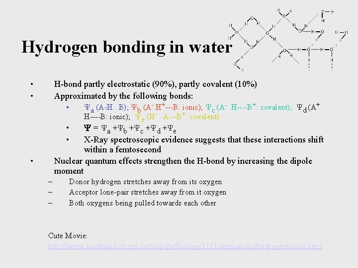 Hydrogen bonding in water • • H-bond partly electrostatic (90%), partly covalent (10%) Approximated