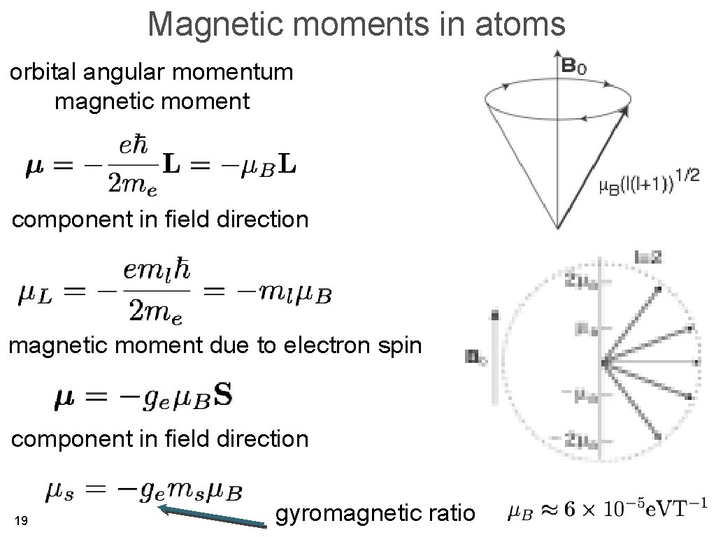 Magnetic moments in atoms orbital angular momentum magnetic moment component in field direction magnetic