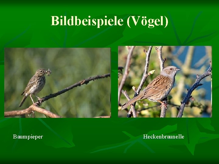Bildbeispiele (Vögel) Baumpieper Heckenbraunelle 