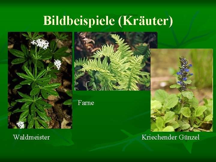 Bildbeispiele (Kräuter) Farne Waldmeister Kriechender Günzel 