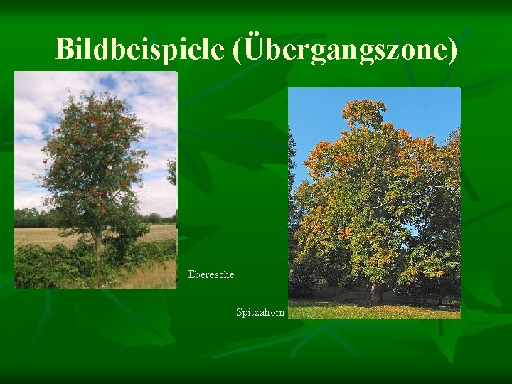 Bildbeispiele (Übergangszone) Eberesche Spitzahorn 