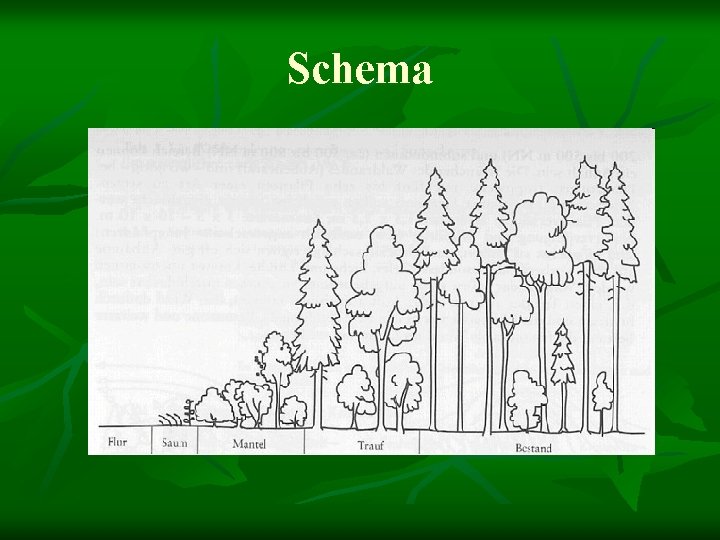 Schema 