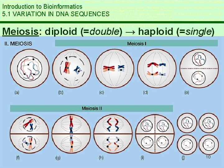 Introduction to Bioinformatics 5. 1 VARIATION IN DNA SEQUENCES Meiosis: diploid (=double) → haploid