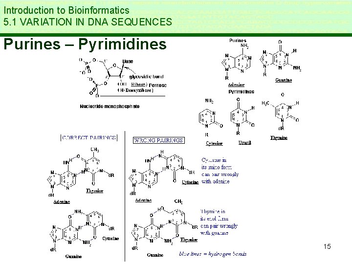 Introduction to Bioinformatics 5. 1 VARIATION IN DNA SEQUENCES Purines – Pyrimidines 15 