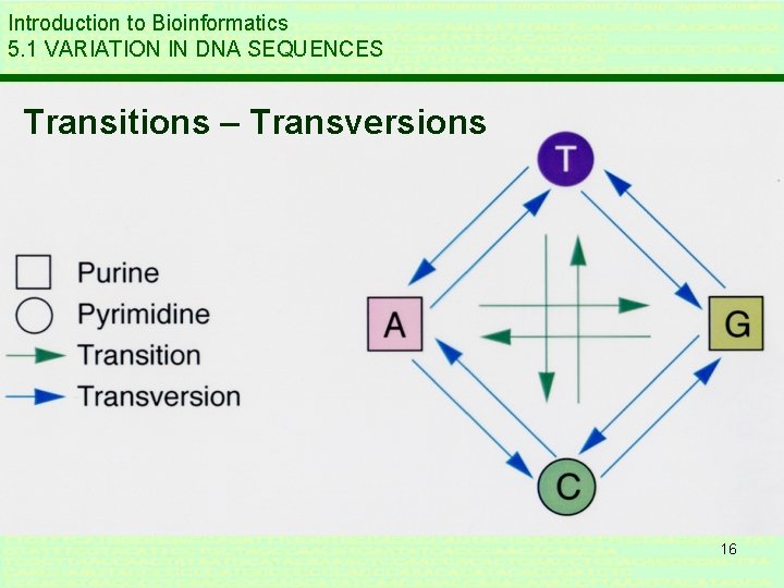 Introduction to Bioinformatics 5. 1 VARIATION IN DNA SEQUENCES Transitions – Transversions 16 