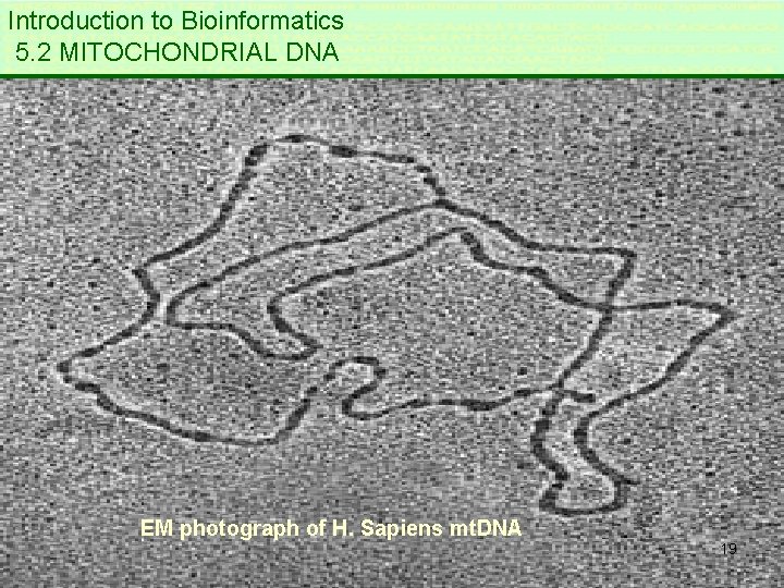 Introduction to Bioinformatics 5. 2 MITOCHONDRIAL DNA EM photograph of H. Sapiens mt. DNA