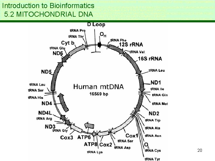 Introduction to Bioinformatics 5. 2 MITOCHONDRIAL DNA 20 