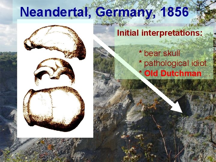 Neandertal, Germany, 1856 Initial interpretations: * bear skull * pathological idiot * Old Dutchman.