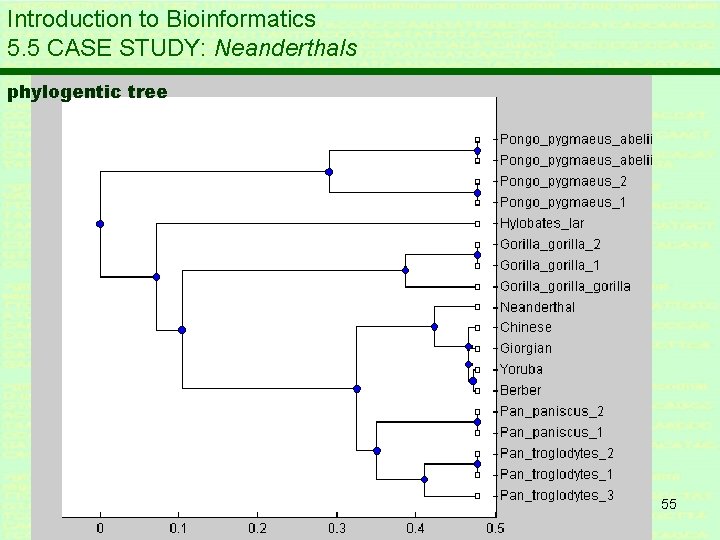 Introduction to Bioinformatics 5. 5 CASE STUDY: Neanderthals phylogentic tree 55 