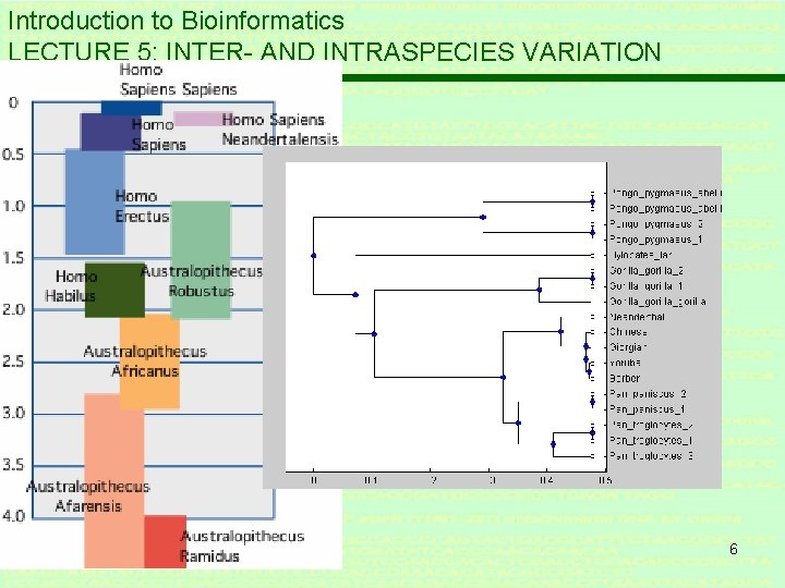 Introduction to Bioinformatics LECTURE 5: INTER- AND INTRASPECIES VARIATION 6 