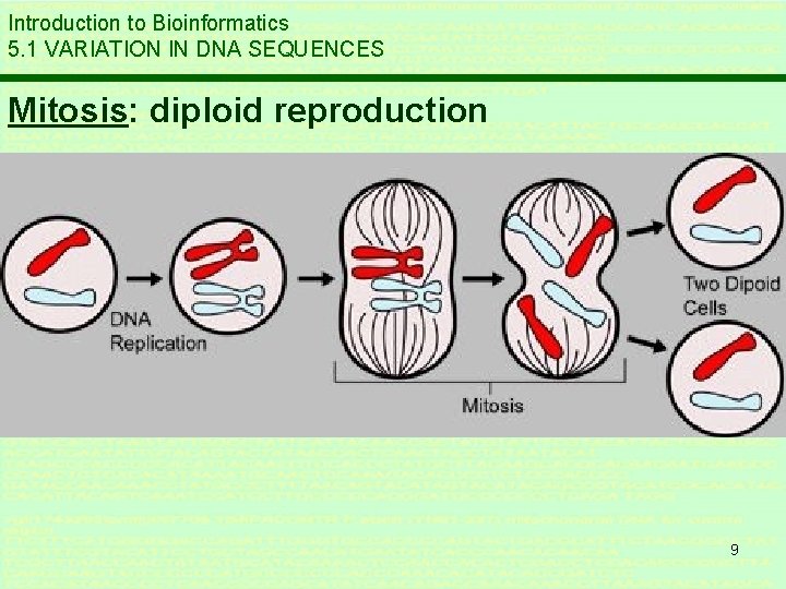 Introduction to Bioinformatics 5. 1 VARIATION IN DNA SEQUENCES Mitosis: diploid reproduction 9 