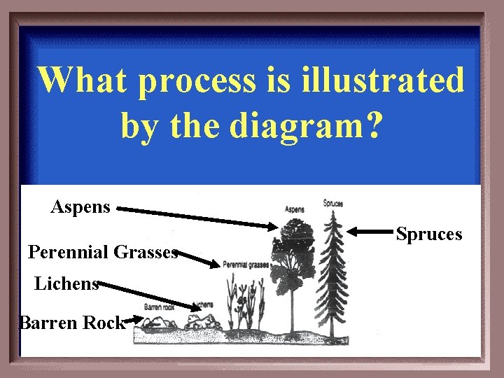 What process is illustrated by the diagram? Aspens Perennial Grasses Lichens Barren Rock Spruces