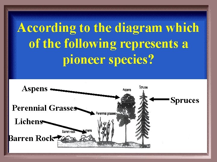 According to the diagram which of the following represents a pioneer species? Aspens Perennial