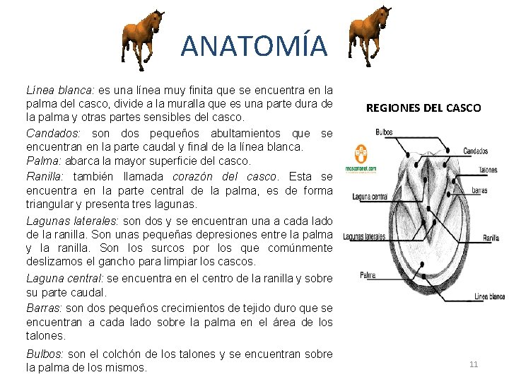 ANATOMÍA Línea blanca: es una línea muy finita que se encuentra en la palma