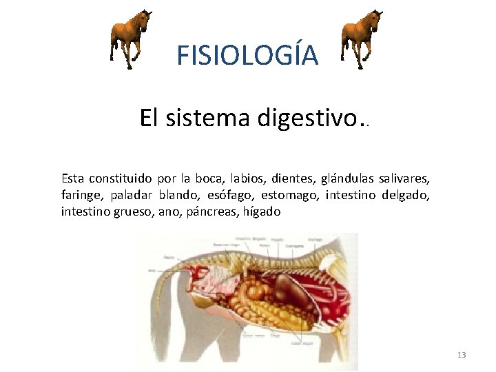 FISIOLOGÍA El sistema digestivo. . Esta constituido por la boca, labios, dientes, glándulas salivares,